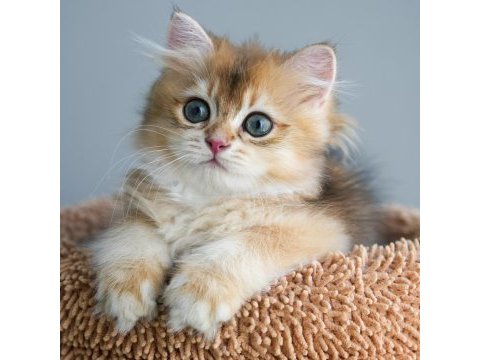 British longhair şecereli aşılı erkekler
