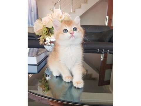 British shorthair erkek