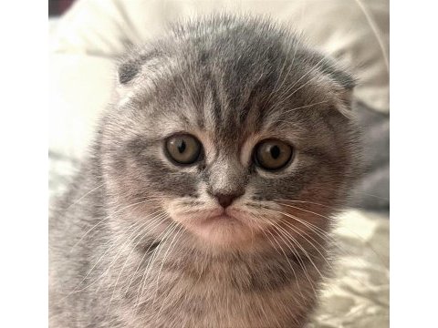 2 aylık dişi scottish fold shorthair tabby