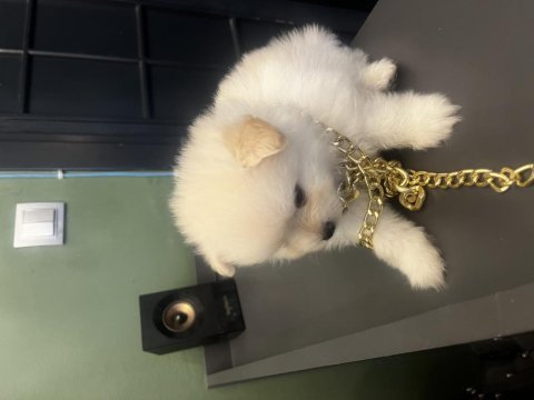 Pomeranian erkek