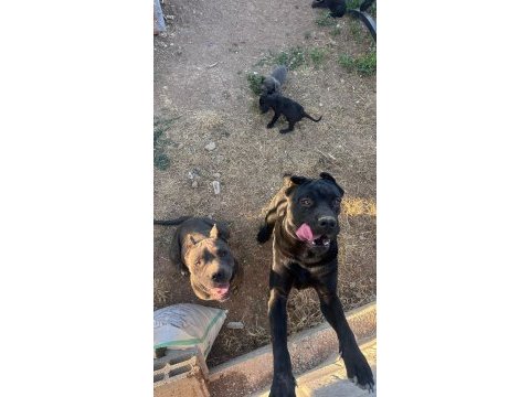 Dişi erkek eş cane corso