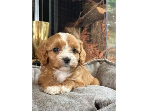 En özel cavapoo yavruları çiftlikten