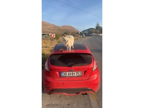 Yetişkin tilki surat pomeranian