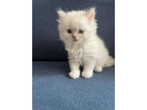 Longhair tatlı kedi