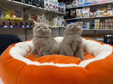 Safkan biblo güzelliğinde scottish fold
