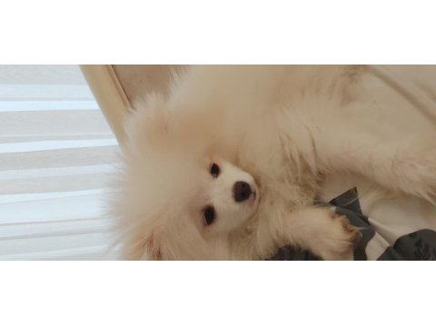 10 aylık erkek pomeranian boo