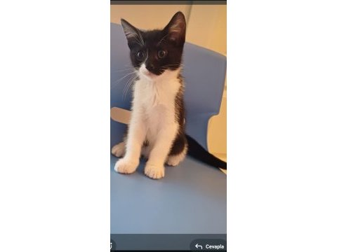 Boncuk gözlü sevecen kedimiz