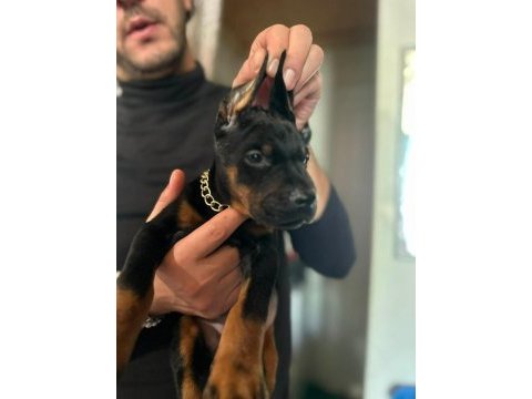 Üst kalite doberman bebeklerim