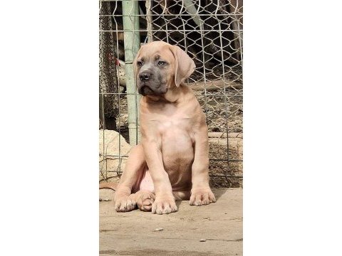 Cane corso formantino yavrularımız 
