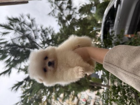 Pomeranian teddy bear 