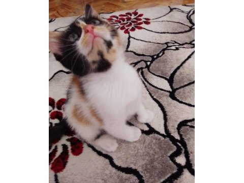 2 aylık güzel kız kedimiz yuva arıyor