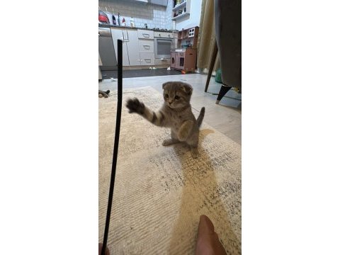 Güzellik scottish fold