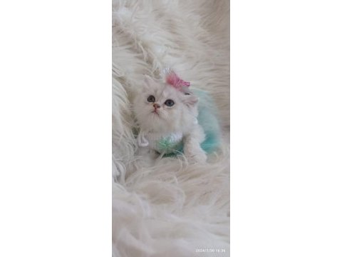 2 aylık british longhair