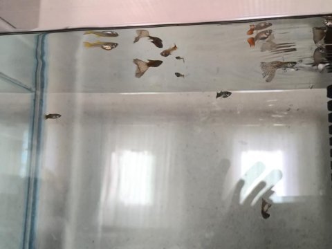 11 adet yerli lepistes uygun verilecektir