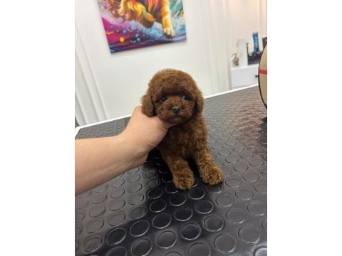 Kore kan ırk ve sağlık garantili aşılı dişi yavru poodle