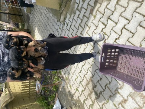 Üst vasıf rottweiler bebekler
