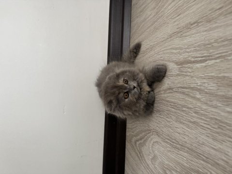 2 aylık dişi uzun tüylü scottish fold