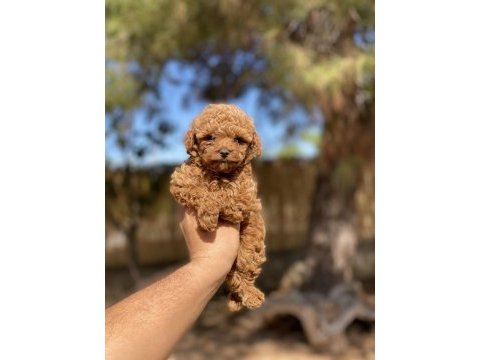 Sağlık ve ırk garantili toy poodle yavrularımız