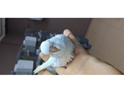 Show jumbo muhabbet kuşu yavruları