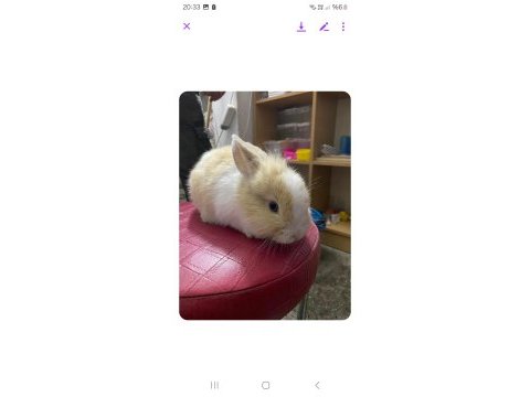 Tavşan ginepig cüce minirex