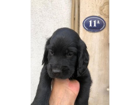 İngiliz cocker erkek bebeğim izmir güzelyalı