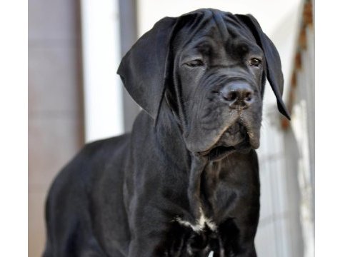 Şecere belgeli ırk ve sağlık garantili cane corso yavrular