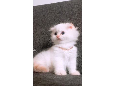 British longhair istanbul içinde ulaşımını sağlıyorum