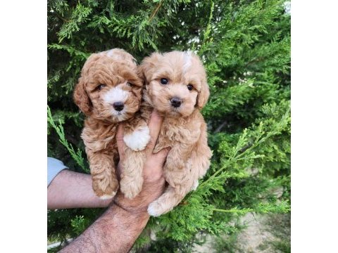 Mükemmel güzellikteki maltipoo yavrularımız