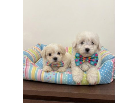 Teacup maltipoo bebekler