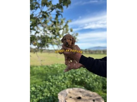 Safkan toy poodle