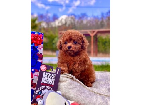 Eğitilebilir toy poodle yavruları ile evinize neşe katın