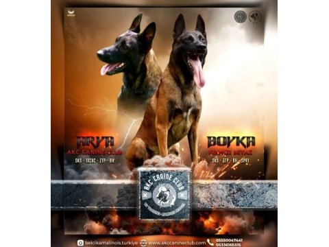 Fcı kıf secerelı ust duzey malinois yavrularım