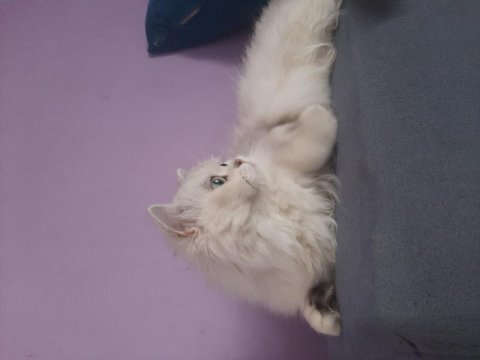 Yetişkin british longhair 1.5 yaşında