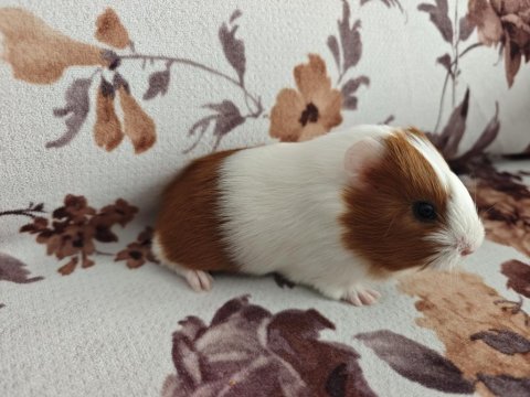 Ginepig yavru