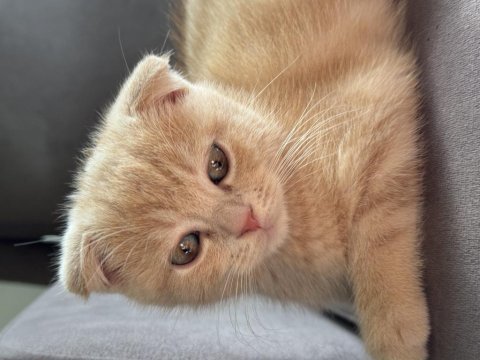 Erkek scottish fold