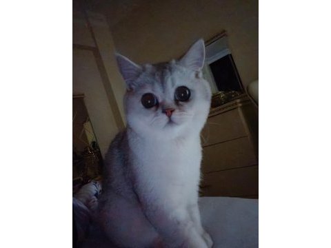 Özel bir ırk british shorthair silver shaded ns 11