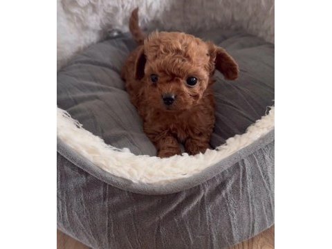 Minik toy poodle bebek