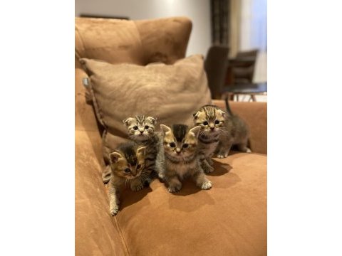 Minik scottish fold yavrularımıza yeni aileler arıyoruz