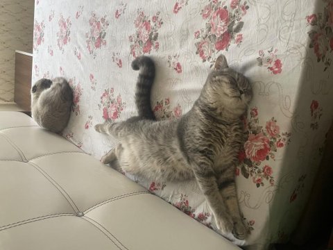 Erkek british shorthair 8-9 aylık