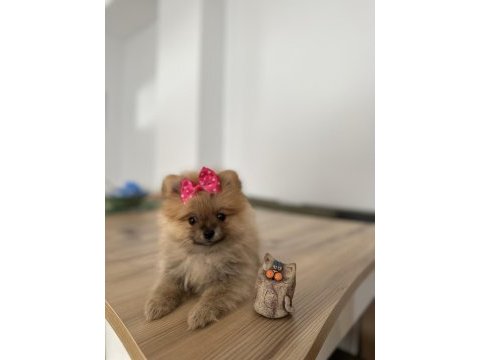Pomeranian boo sevimli surat