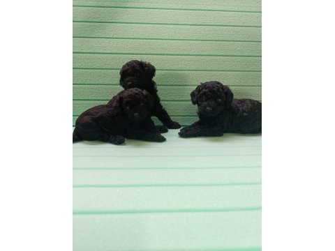 Black toy poodle bebeklerimiz