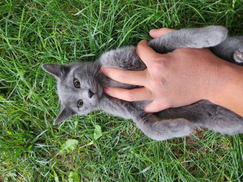 Acil sahiplendirme british shorthair