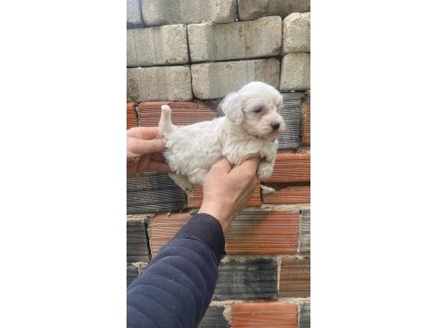 Maltese terrier yavrular ırk sağlık garantili