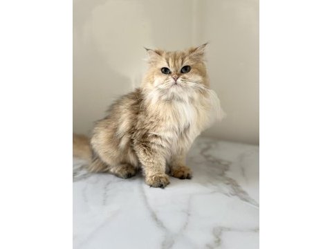 Şecereli yetişkin british longhair kediler