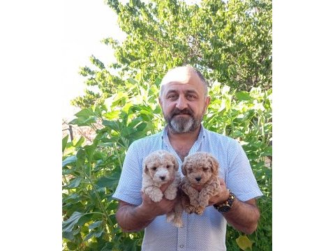 Toy ve mini boy poodle yavrularımız renk renk