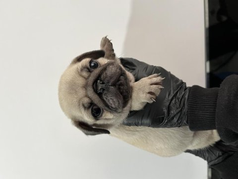 Üst kalite pug mops bebeler