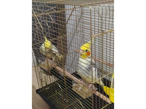 Sağlıklı bakımlı sultan papağanı takım
