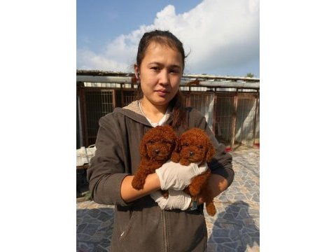 Teucap kore red poodle bebişler hazırda