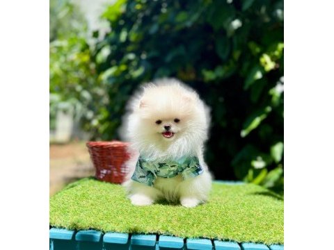 Mersin pomeranian boo yavruları