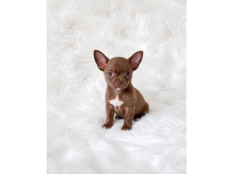 Apple head mini chihuahua